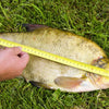 Navigating the Sea of Rules: A Fisherman's Guide to Government Regulations